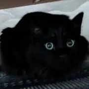 ゆうの画像