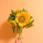 みーの画像