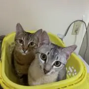 おーちゃんの画像