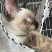 桐猫‪(^_  ̫ _^‬)