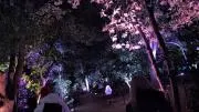 あひる