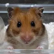 はっしー