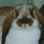 カプリッチョ.M
