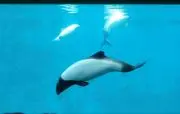 まふまふの画像