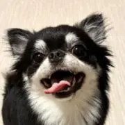Pokeyle Pの画像