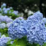 Pentapoloの画像