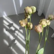 ポニョの画像