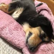 D.Dの画像