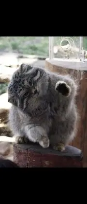 マヌルネコ
