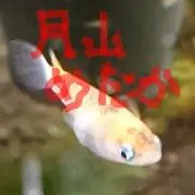 月山めだかの画像
