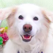 のと