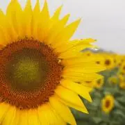 kananaの画像