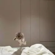ﾍﾟうの画像