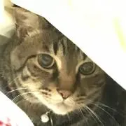 ティキ　10/7.8発送お休みしますの画像