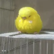 ゆゆ