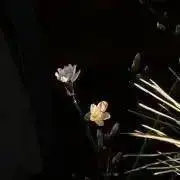 AA1の画像