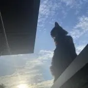 りいの画像