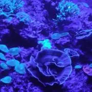 ひよこの画像