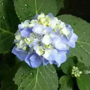 桃太郎の画像