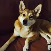 YI