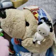さくらの画像
