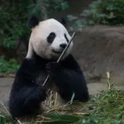 pandaman000