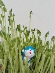 美佳