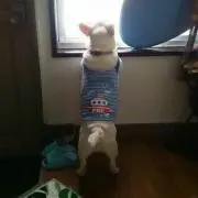 よっちゃん