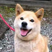 こもも