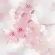 さくら