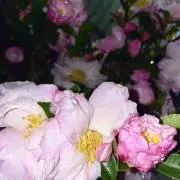 あまてるの画像