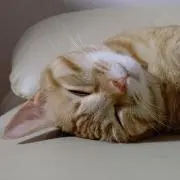 なび
