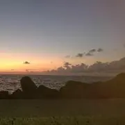マンドリルの画像