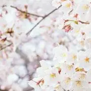 ナツメ