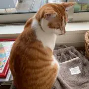はぎわらの画像