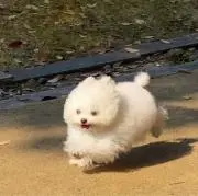 サラダチキンの画像