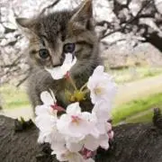 Mimiの画像