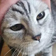 べびの画像