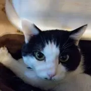 ミルクの画像