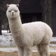 ふにおの画像