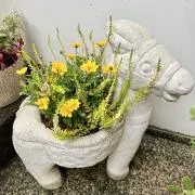Image of cocoruru