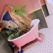梅干しの画像