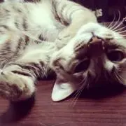 ミー^._.^