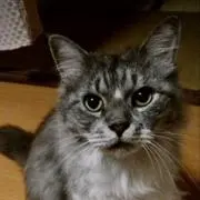 猫。おまとめ値下げ・断捨離中の画像