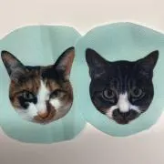 テルトトの画像