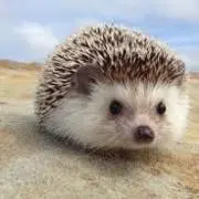 kogeの画像