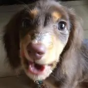 maropapaの画像