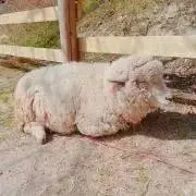 ぶいの画像