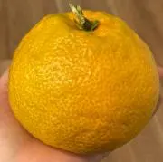 どんちゃちゃの画像
