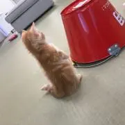 )^o^(